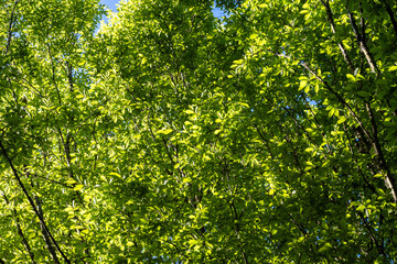 Light and dark green,  light green leaves highlighted by the sun and dark green in the shade, as a...
