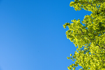 Welcome to spring, light green new leaves on deciduous trees backlit by the sun and framing clear blue sky, as a nature background
