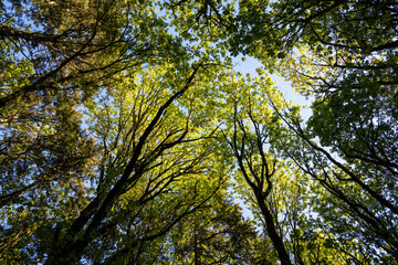 Obraz premium Looking up at the forest canopy on a spring day, maple trees backlit by the sun, drama in light spring green, as a nature background 