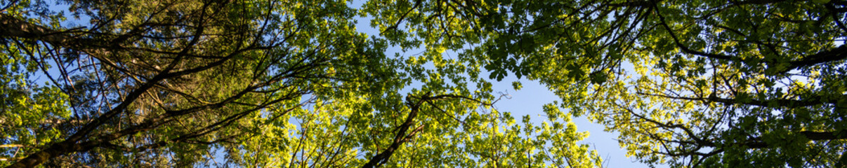Looking up at the forest canopy on a spring day, maple trees backlit by the sun, drama in light spring green, as a nature background
