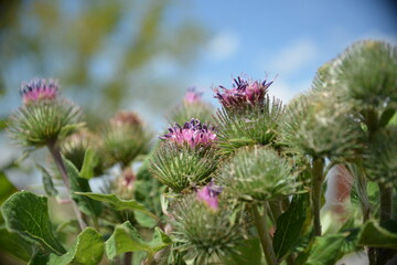 Wilde Distelblüten in der Natur