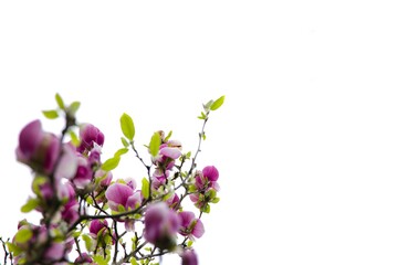 Radiant pink magnolia flower in full bloom on a bright white background.