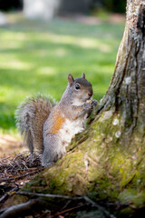 Squirrel in the nature