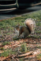 squirrel in the nature