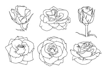 Linear sketch, outline of rose flowers and buds. Vector graphics.