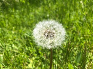 Dandelion on a background of grass