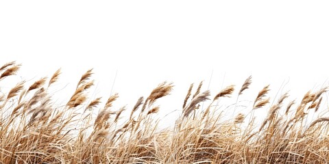 Autumn Grasses: Bright and Warm Nature Photography