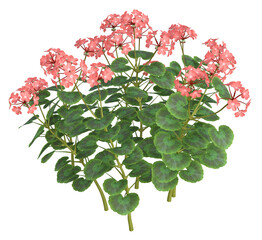 Pink Geranium flowers. Image 12 of a collection of realistic 3D PNG illustrations.