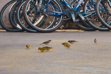 birds eating birdseed from the ground