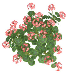 Pink Geranium flowers. Image 10 of a collection of realistic 3D PNG illustrations.