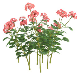 Pink Geranium flowers. Image 9 of a collection of realistic 3D PNG illustrations.