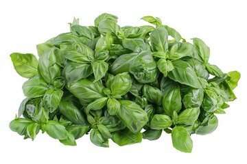 A fresh bunch of basil with large with white background