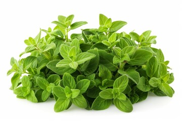 A fresh bunch of oregano with small, fragrant leaves, arranged in a neat bundle Isolated on a solid white background