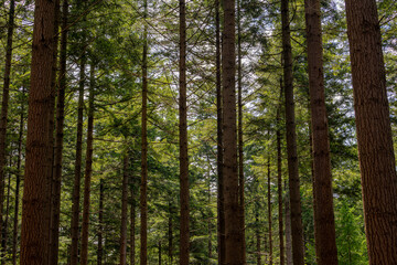 Naklejka premium Spring landscape with pine trees trunk in the forest and warm sunlight, A pine is any conifer in the genus Pinus of the family Pinaceae, Pinus is the sole genus in the subfamily Pinoideae, Netherlands