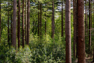 Naklejka premium Spring landscape with pine trees trunk in the forest with green grass, A pine is any conifer in the genus Pinus of the family Pinaceae, Pinus is the sole genus in the subfamily Pinoideae, Netherlands.