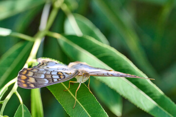 white peacock butterfly closeup