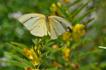 cloudless sulphur butterfly looking for nectar 