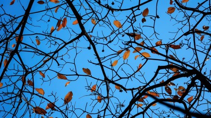 Silhouettes of tree branches and autumn leaves against a blue sky with natural light