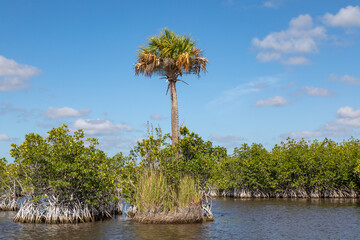 A Palm Tree among the mangrove trees in The Everglades National Park, Florida USA
