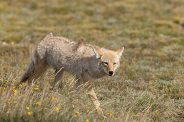 Fototapeta premium Coyote in the mountain alpine in the summer