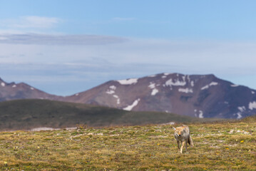 Coyote in the mountain alpine in the summer