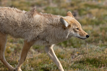 Coyote in the mountain alpine in the summer