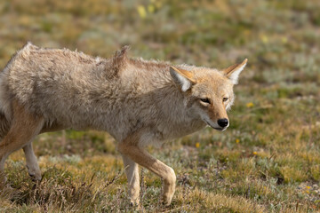 Coyote in the mountain alpine in the summer
