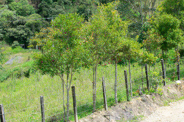 Fototapeta premium red currant