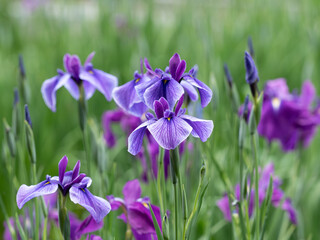 美しい紫のハナショウブ