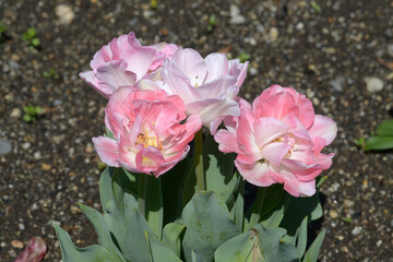 チューリップ　アンジェリケ