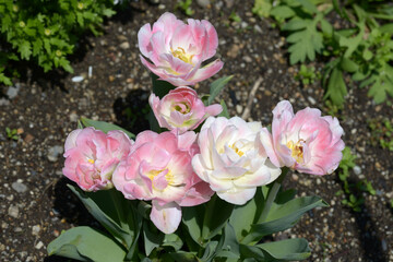 チューリップ　アンジェリケ