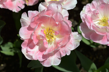 チューリップ　アンジェリケ