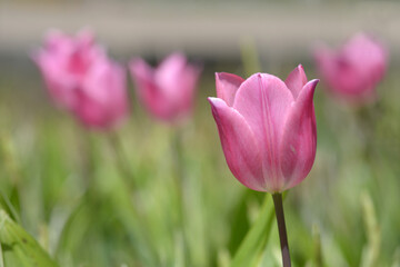 ピンクのチューリップ