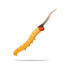 Cordyceps Sinensis. Cordyceps mushrooms vector isolated on white background.