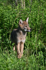 A cute young Coyote Cub explores a spring meadow along the edge of a forest in an urban park