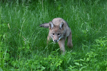 A cute young Coyote Cub explores a spring meadow along the edge of a forest in an urban park