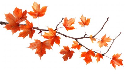 Orange Maple Tree Branch on White Background: Simple, Clear, Bright Nature