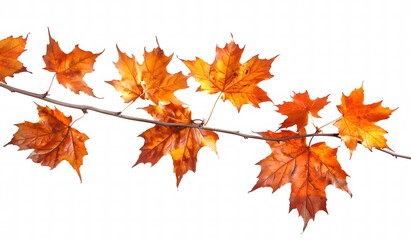 Fototapeta premium Orange Maple Tree Branch on White Background: Simple, Clear, Bright Nature