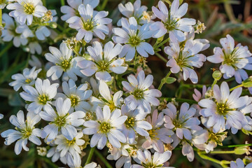 Small white flowers close up. Natural Cerastium bloom. They are commonly called mouse-ears
