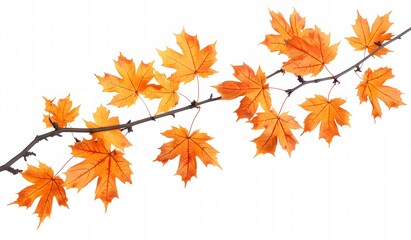 Orange Maple Tree Branch on White Background: Simple, Clear, Bright Nature