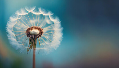 dandelion on blue backdrop, symbolizing freedom and wishes