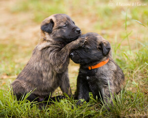 chiots mignons - cursinu 