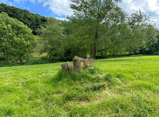 Sunlight bathes a lively green meadow, dotted with tree stumps in the foreground. In the distance, lush trees stand tall in Cottingley, Bingley, UK.