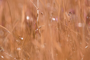 Zarte verschwommene Blumen und Gräser in einer Wiese in Peach Fuzz