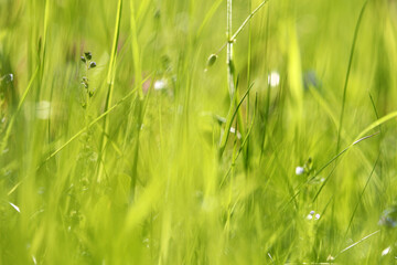 Zarte verschwommene Blumen und Gräser in einer grünen Wiese