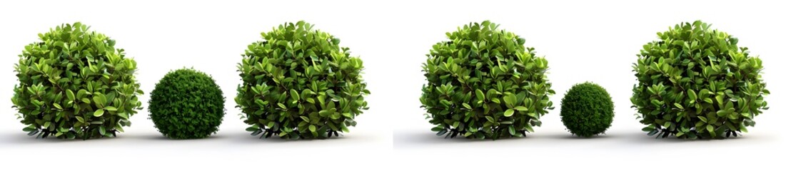 Obraz premium green boxwood bushes in different angles 
