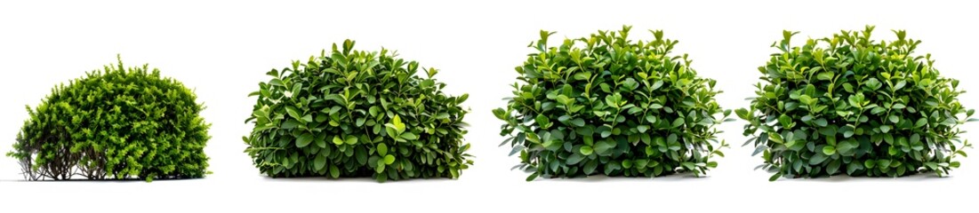 green boxwood bushes in different angles 
