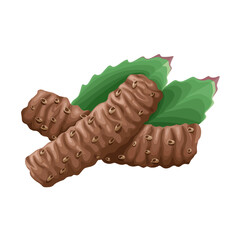 Vector illustration of Rhodiola rosea root, commonly golden root, rose root, roseroot, Aaron's rod, Arctic root, king's crown, lignum rhodium, and orpin rose, isolated on white background.