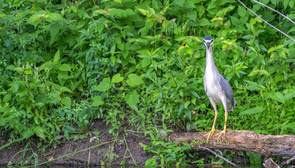 Closeup of a black-crowned night heron.
