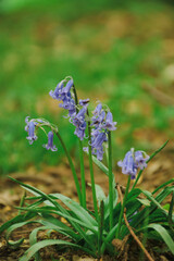 Purple forget me not flowers